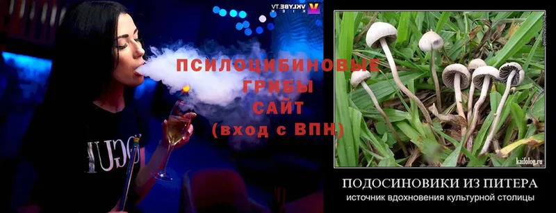 Галлюциногенные грибы Psilocybine cubensis  Пыталово 